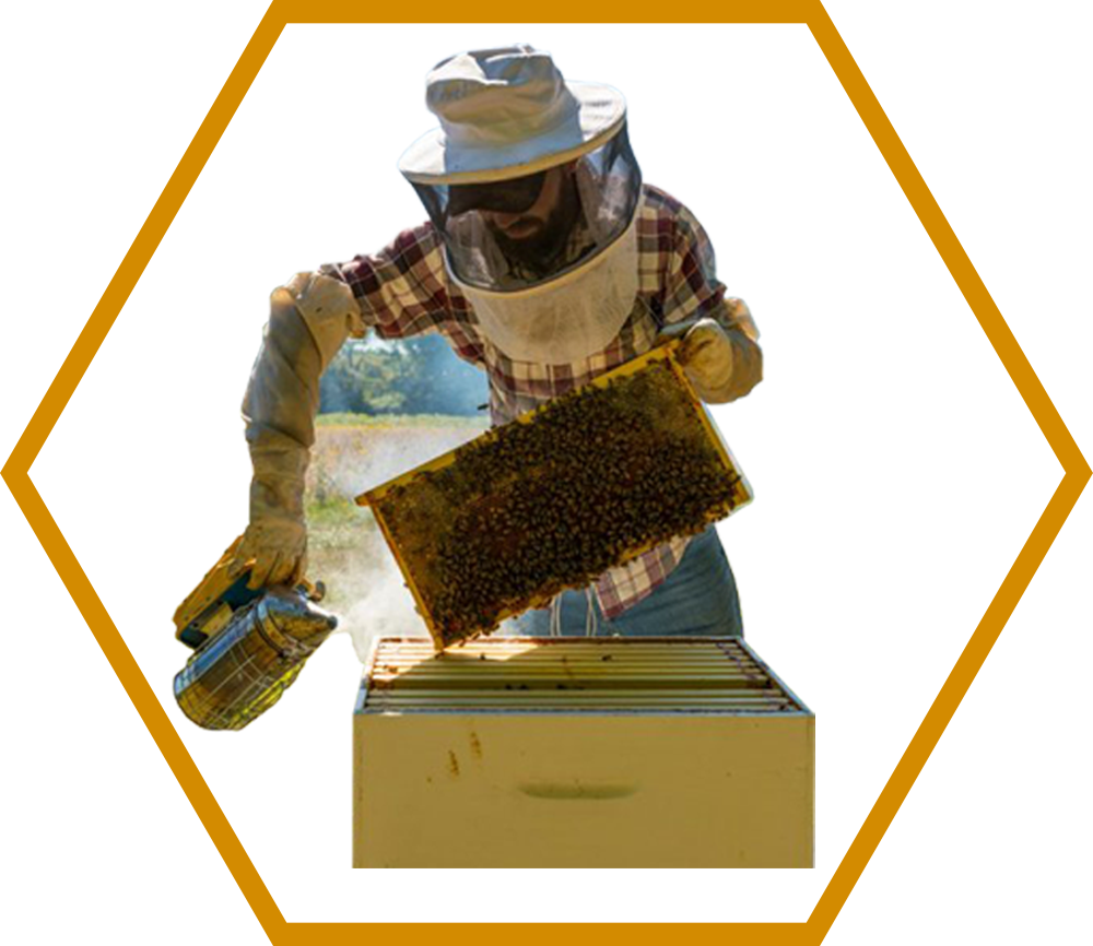 Агропасека – Один из лучших интернет-магазинов для опытных и начинающих пчеловодов