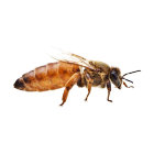 10 шт. Матка пчелиная 'Бакфаст Ф1' (оплодотворенная)