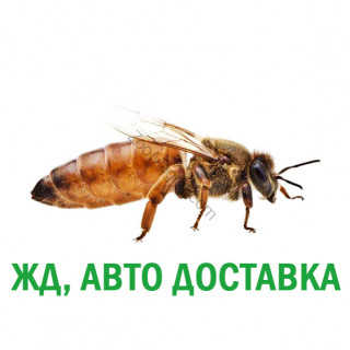 10 шт. Матка пчелиная 'Бакфаст Ф1' (оплодотворенная)