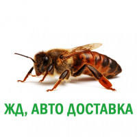  10 шт. Матка пчелиная Карника Ф1 'Тройзек 1075' (оплодотворенная)
