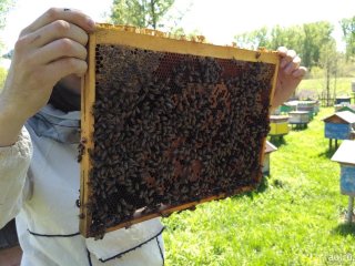 Пчелопакеты 2021 'Самовывоз' (Карпатка, Карника, Бакфаст)