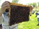 Пчелопакеты 2021 &#039;Самовывоз&#039; (Карпатка, Карника, Бакфаст) - Пчелопакеты 2021 'Самовывоз' (Карпатка, Карника, Бакфаст)