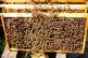 Пчелопакеты 2021 &#039;Самовывоз&#039; (Карпатка, Карника, Бакфаст) - Пчелопакеты 2021 'Самовывоз' (Карпатка, Карника, Бакфаст)