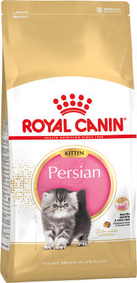Kitten Persian 'Персидские котята 4 - 12 мес.'