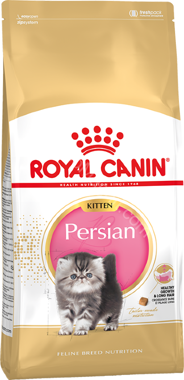 Kitten Persian 'Персидские котята 4 - 12 мес.'